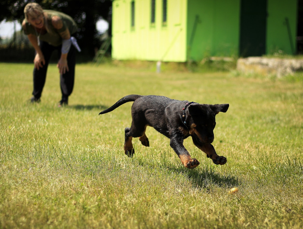 Best New Dog Trainer Job Opportunities - Wednesday 10/28